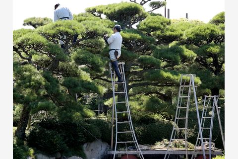 ビフォーアフター画像