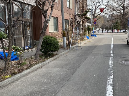 庭の冬囲い外し