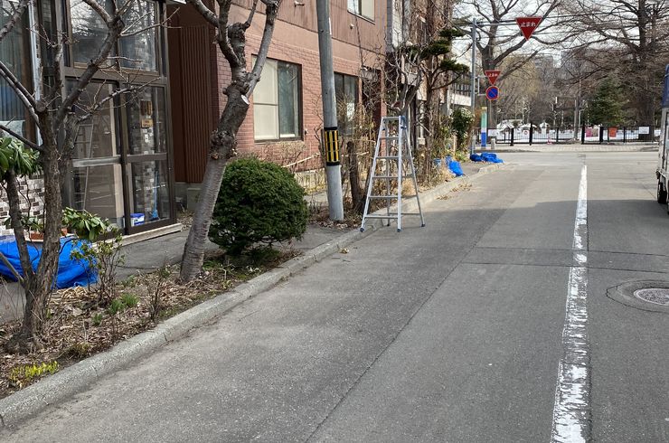 庭の冬囲い外し