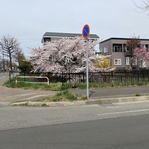 道端の桜