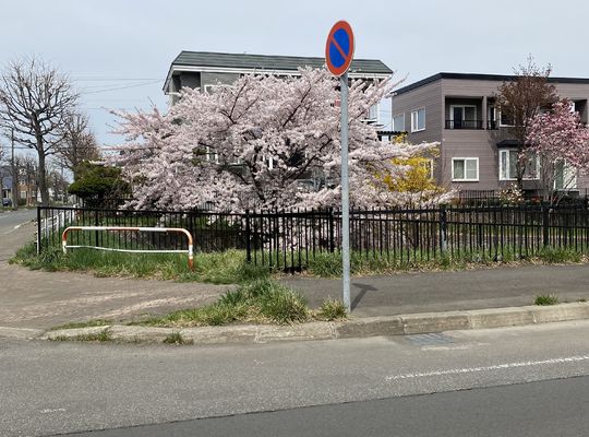 道端の桜