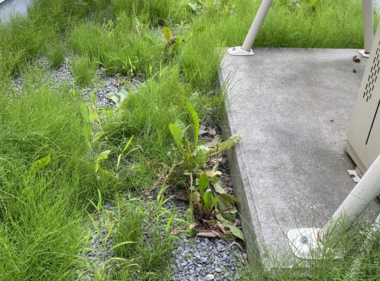 雑草の生えた庭