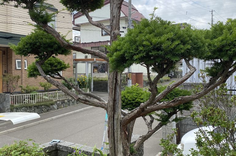 オンコ庭木